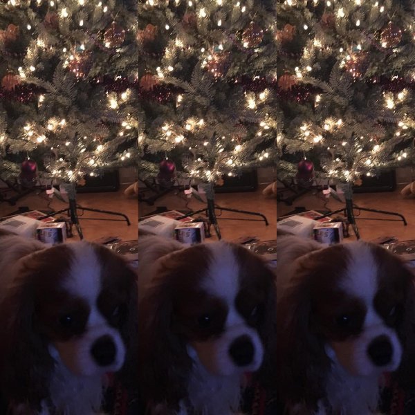 Malinko sme popijali ??????#dog #christmastree #cavalierkingcharles @cavalierkingcharles