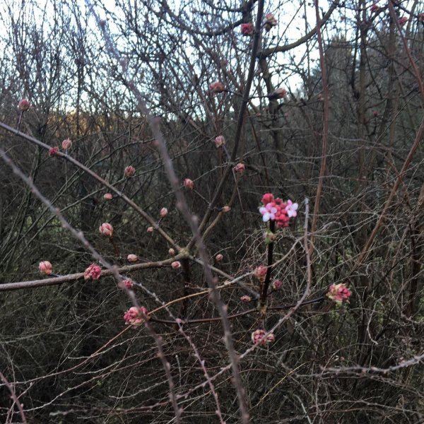 Dnes jar na zahrade ??????#flowers #weather #winter