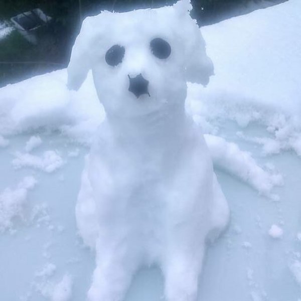 Trocha nam zmrzol ??❄️⛄️? #snow #cavalierkingcharles #cavalierkingcharlesspaniel #dog 
