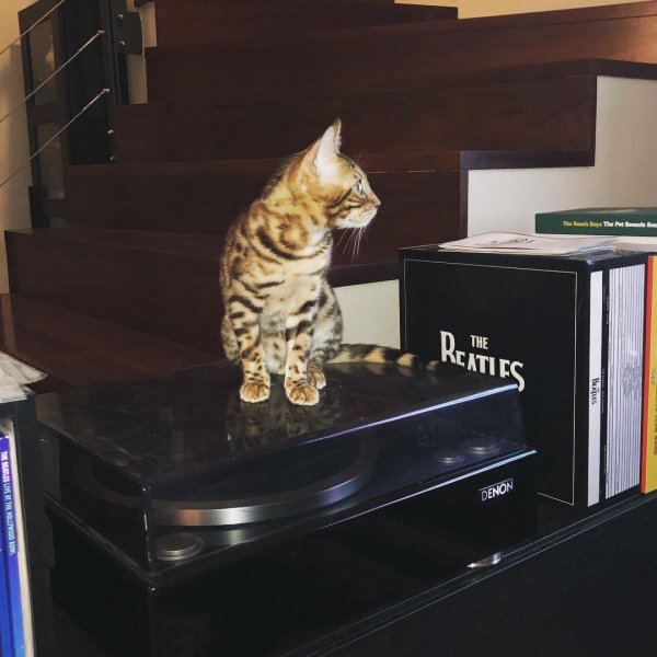 No toto !!! ??#kocka #macka #doma  #cat #loves #vinyl