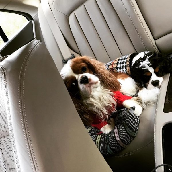 Na vylete ???? #trip #dogs #cavalierkingcharlesspaniel