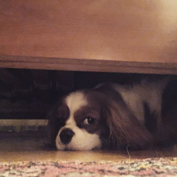 Dnes spim takto ??? #pes #dog #cute #cavalierkingcharlesspaniel #goodnight #dobrunoc #dobrounoc