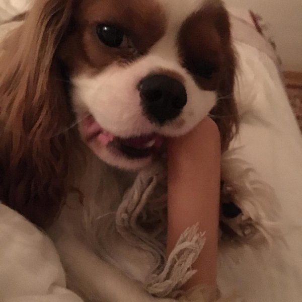 Este sa mu nechce ist spat ?❤️ #dog #cute #cavalier #love #mirozbirka