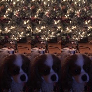Malinko sme popijali ??????#dog #christmastree #cavalierkingcharles @cavalierkingcharles