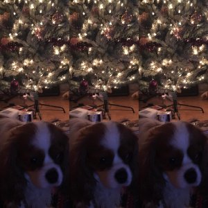 Malinko sme popijali ??????#dog #christmastree #cavalierkingcharles @cavalierkingcharles