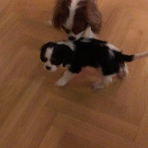 Tak uz meme dvoch cavalierov , co dalsie pride ?? Husenica ???? ??❤️#cavalierkingcharles #puppy